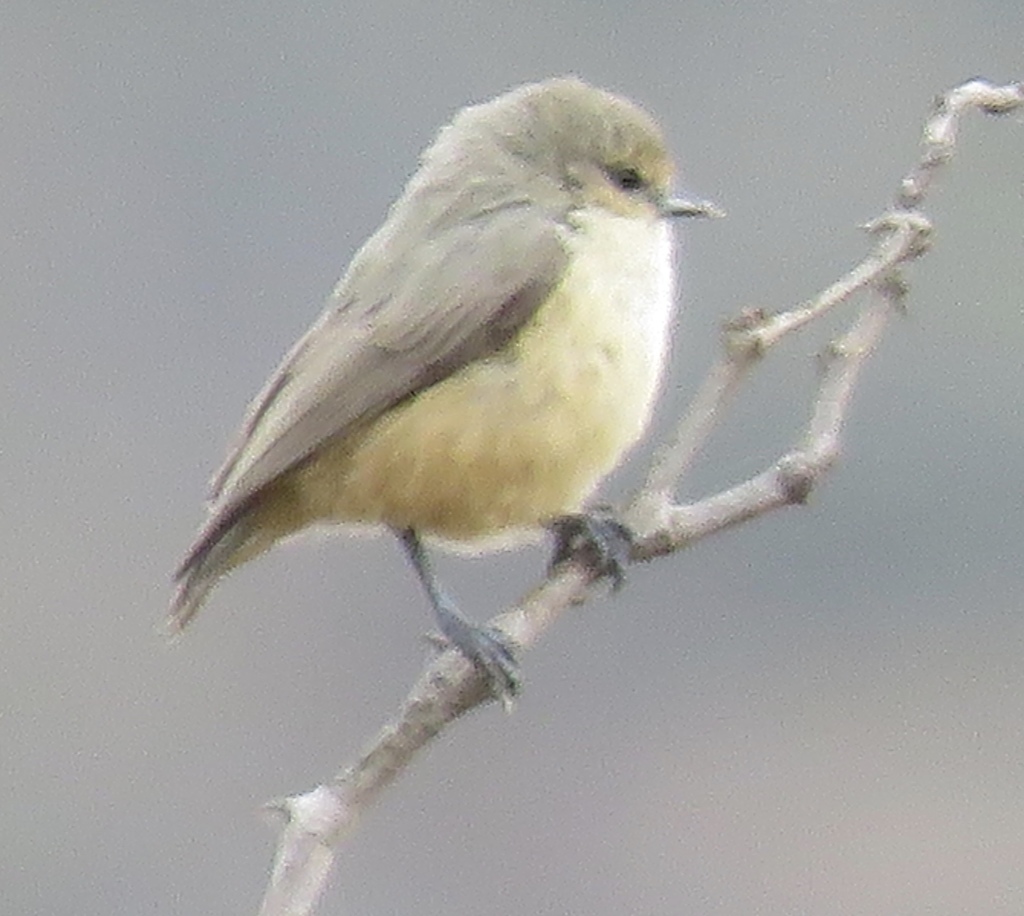 Grey Penduline Tit