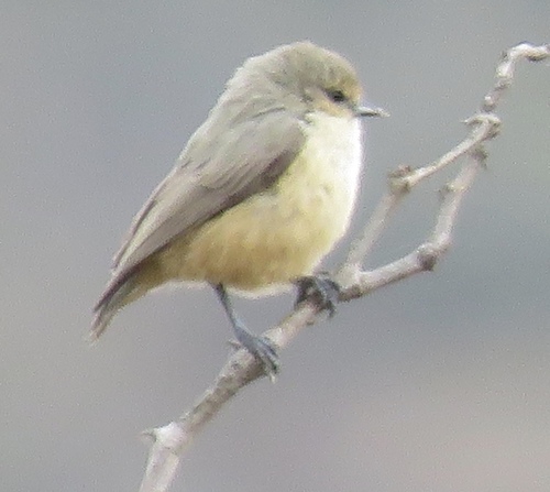 African Penduline-Tit