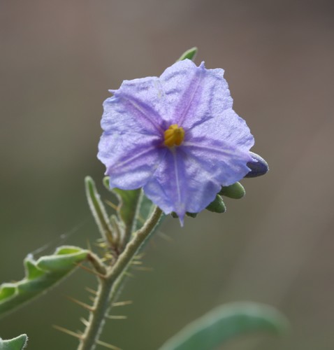 Solanum carduiforme