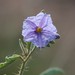Solanum carduiforme - Photo (c) overlander (Gerald Krygsman), algunos derechos reservados (CC BY-NC), subido por overlander (Gerald Krygsman)