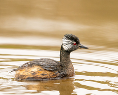 White-Tufted Grebe photo 2