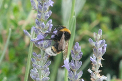 Bombus