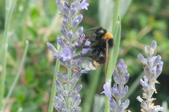 Bombus