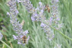 Anthidium florentinum