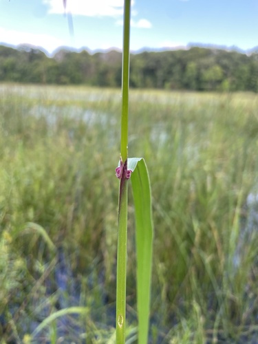Image of Zizania palustris by no rights reserved
