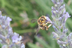 Anthidium florentinum
