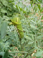 Papilio xuthus