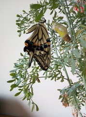 Papilio xuthus