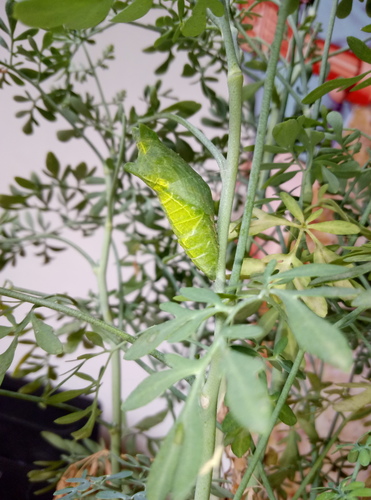 Chinese Yellow Swallowtail