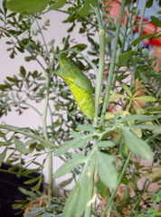 Papilio xuthus