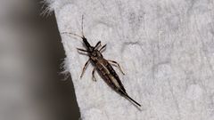 Idolothrips spectrum