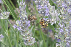 Apis mellifera
