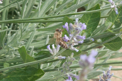 Apis mellifera
