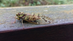 Tanna infuscata