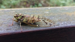 Tanna infuscata