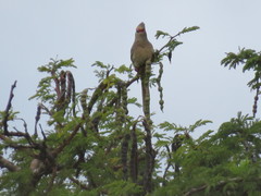 Urocolius indicus transvaalensis