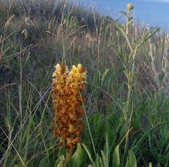 Orobanche kochii