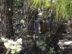 Sciurus oculatus