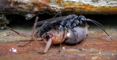 Auplopus carbonarius