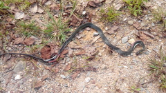 Ptyas nigromarginata