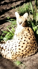 Leptailurus serval serval