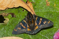 Mimardaris pityusa