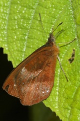 Lymanopoda obsoleta
