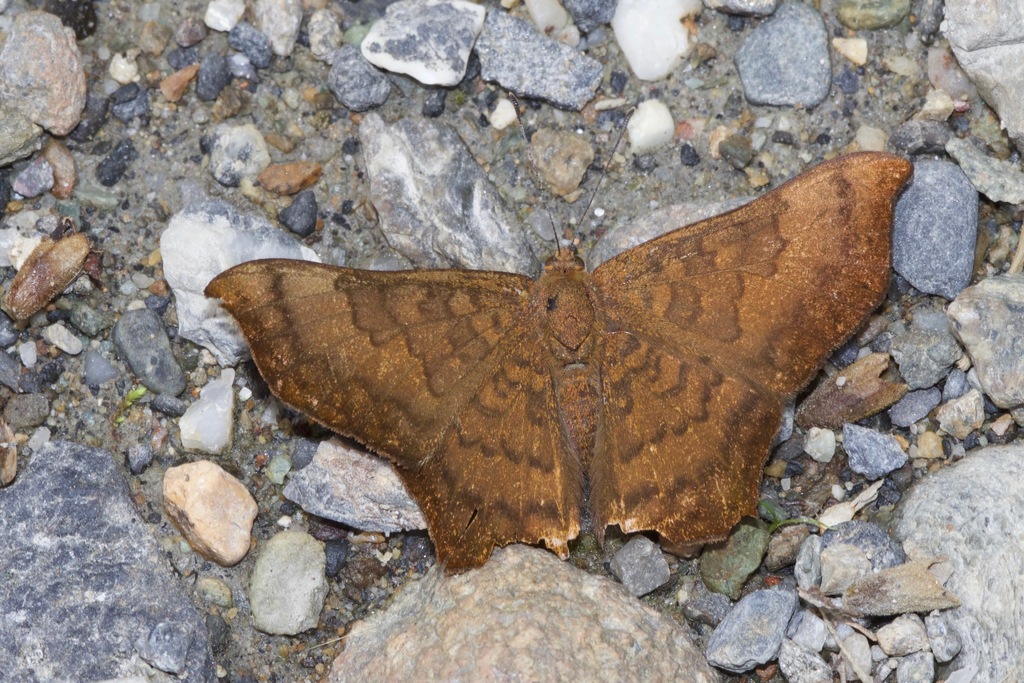 Emesis angularis