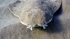 Squatina australis