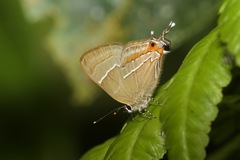 Lamprospilus nicetus