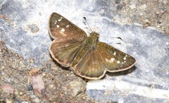 Dalla crithote