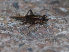 Modicogryllus consobrinus