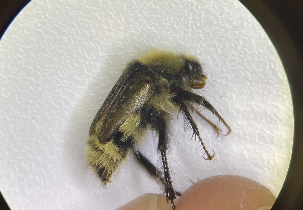 Lichnanthe from Point Reyes North Beach, Inverness, CA, US on July 13