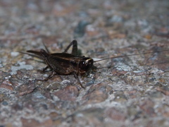 Loxoblemmus