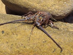 Panulirus inflatus