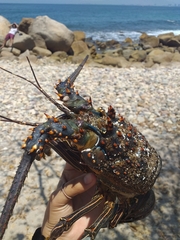 Panulirus inflatus