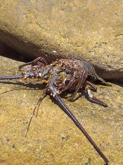 Panulirus inflatus