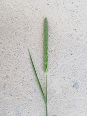 Phleum pratense