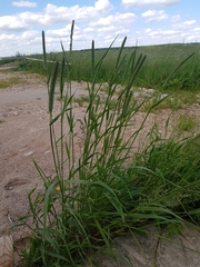 Phleum pratense