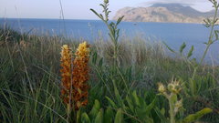 Orobanche kochii