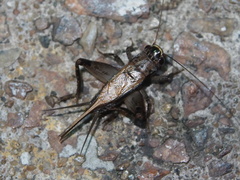 Loxoblemmus