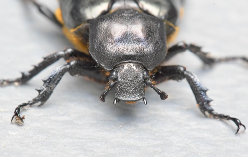 Hermit Flower Beetle photo 3