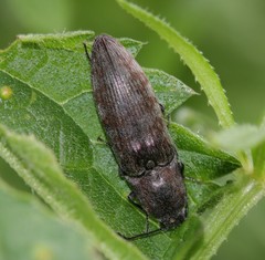 Actenicerus siaelandicus