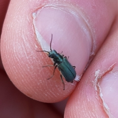 Malachius bipustulatus