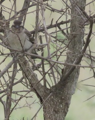 Gymnoris superciliaris