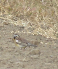 Emberiza flaviventris flaviventris