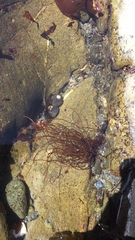 Gracilariopsis