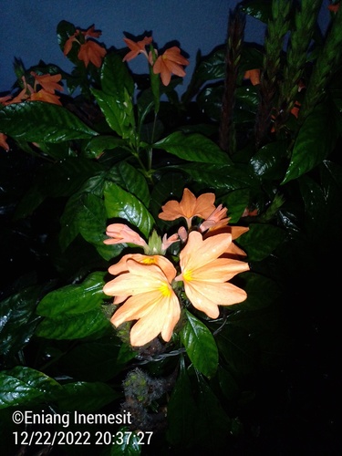 Firecracker-flower