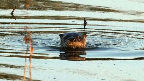 North American River Otter photographed in Wisconsin
