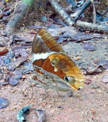 Thauria lathyi